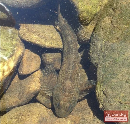 Turkestan Stonebreaker - Turkestan Stonebreaker Appearance