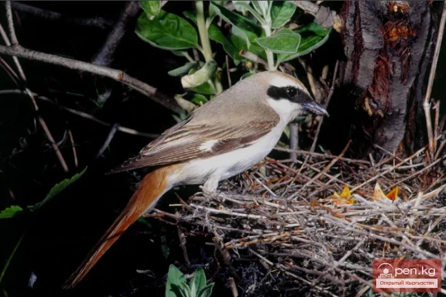 Рыжехвостый жулан — Борбаш
