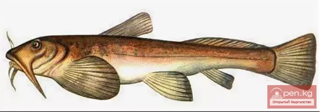 Туркестанский сомик -  Түркстан жаянчыгы
