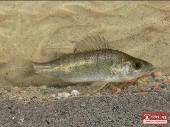 Balhash Perch - Balhash Catfish