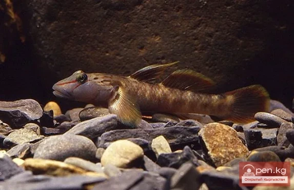 Бычок амурский - Амур озон букачары