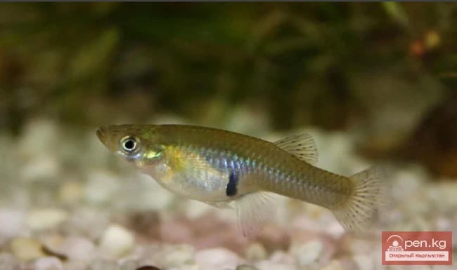 Mississippi Gambusia