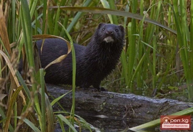 American Mink - America’s Fur Animal