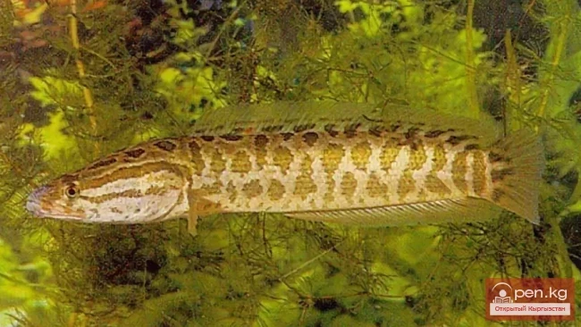 Snakehead - Snakehead Fish