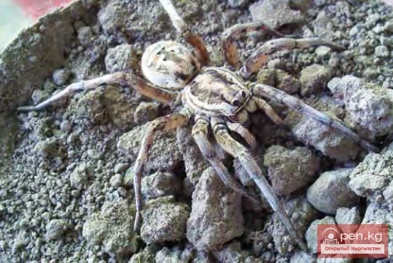 Dzhungarian Tarantula - Büyü