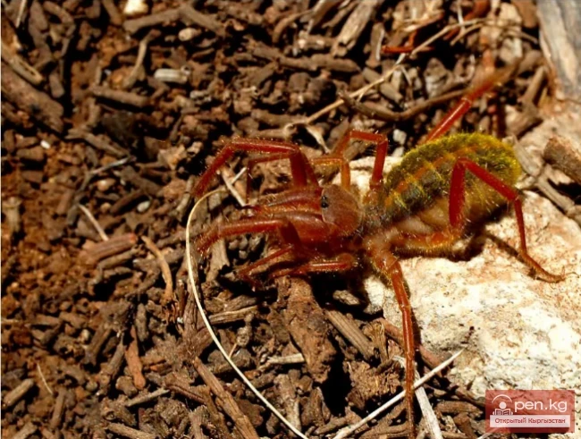 Phalanx, or Solifugae - Muzoo Bash