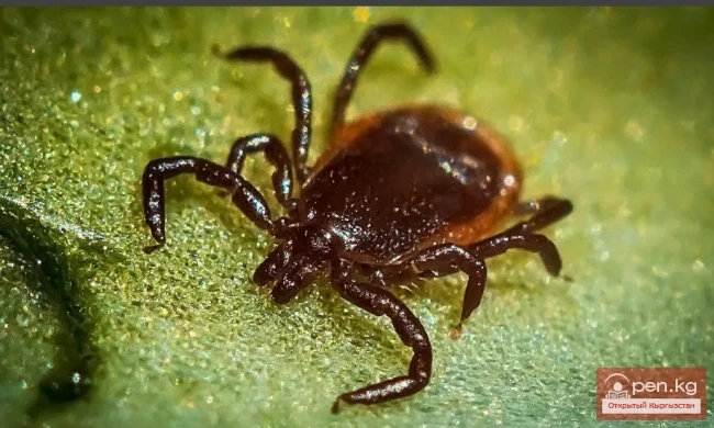 Taiga Tick - Taiga Kenezi