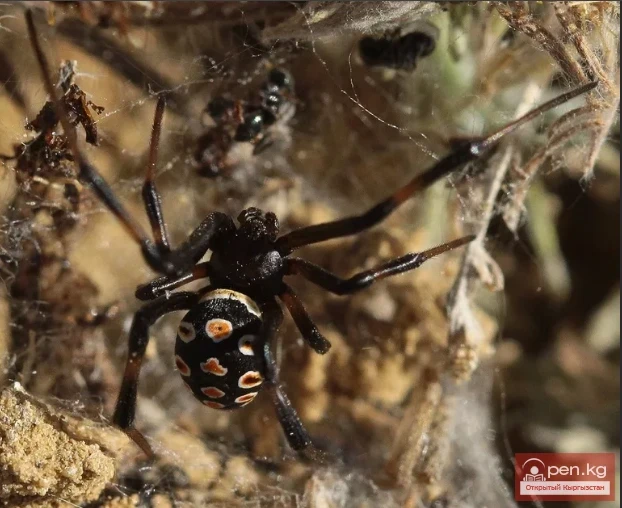 Karakurt - Black Spider