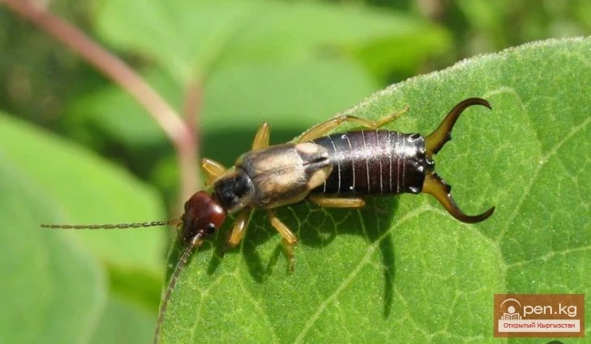 Fedchenko's Earwig - Fedchenko's Curly Tail