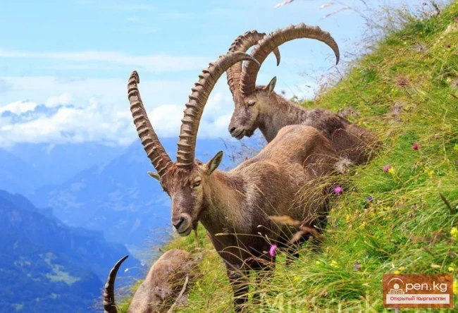 Фотоохота в Кыргызстане