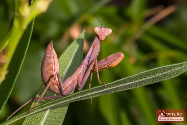 Древесный богомол - Даракчыл батачы