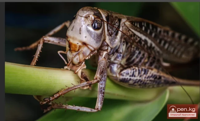 White-faced Horse - Ak Mandai Kulik