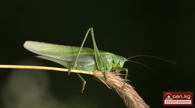 Green Grasshopper - Zhasyl Ayman