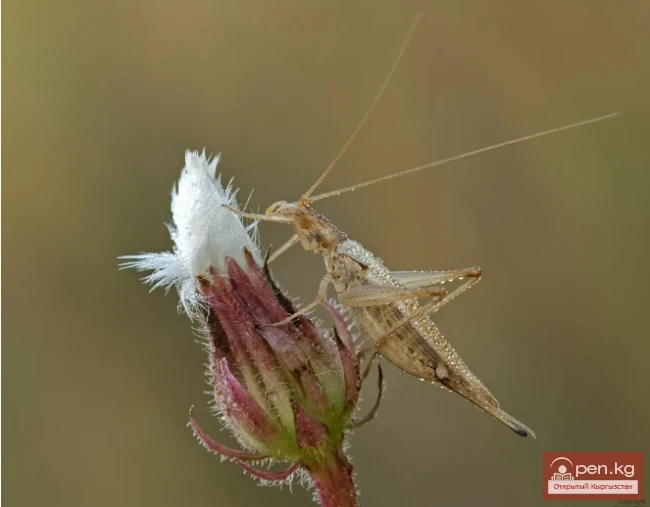 Common Trumpeter - Kadimki Surnaychi Cricket