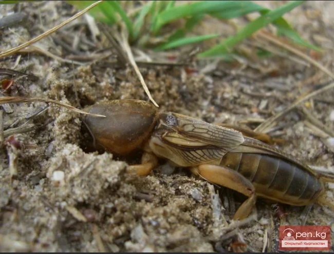 One-Spined Mole Cricket - Bir Tikenduu Ayucha