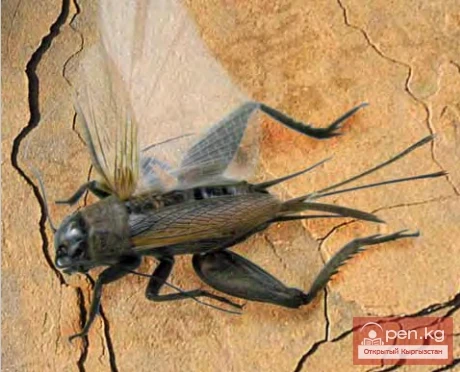 Steppe Black Beetle - Bozdonchul Black Grasshopper