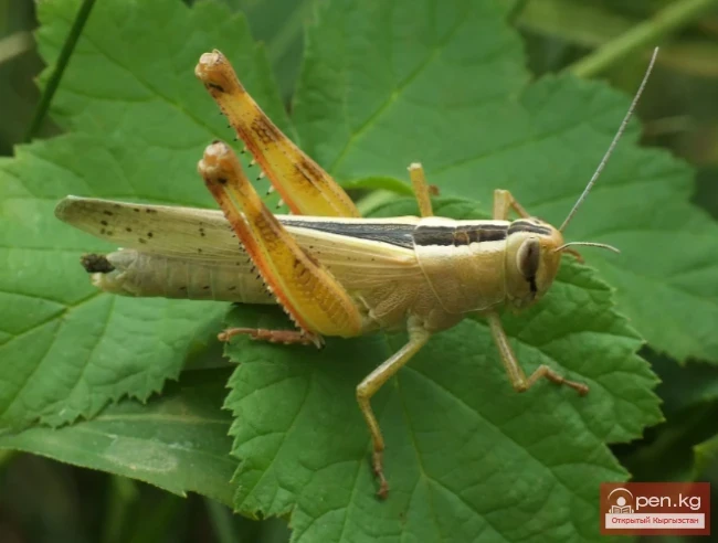 Кобылка бахчевая - Бакча чегирткеси