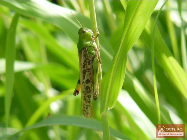 Migratory or Asian Locust - Kelgin's Asian Grasshopper