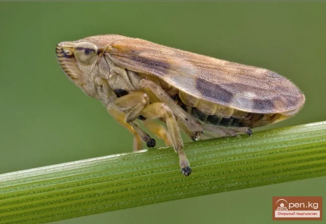 Saliva Pen - Shilekey Foam Maker