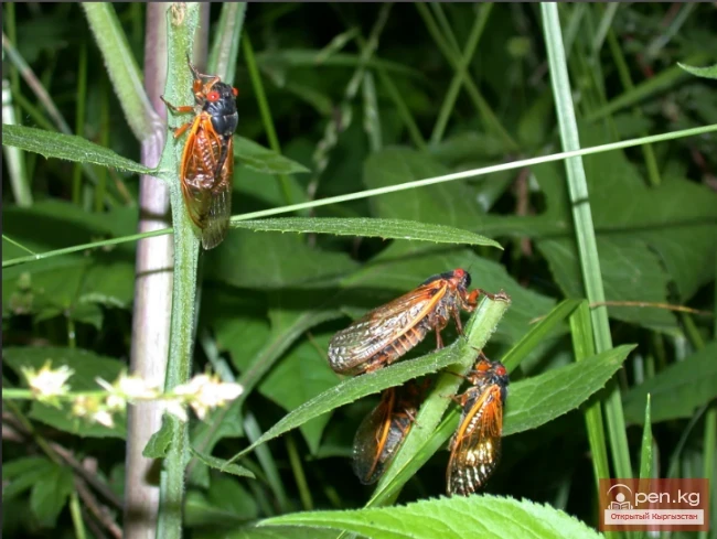 Singing Cicada - Chyrıldak Kverulasy