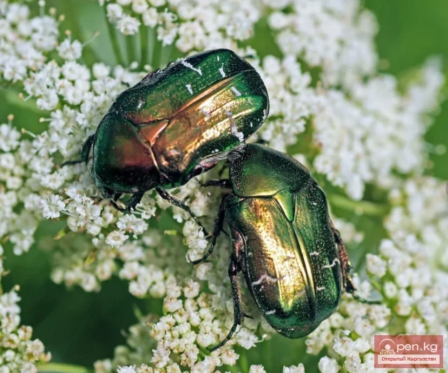 Golden Bronze Beetle - Altinday Kolosimal Beetle