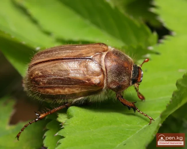 Nekhrush June - June of the Saratan