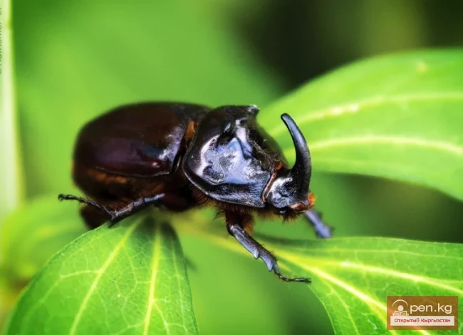 Жук–носорог - Керик–коңуз