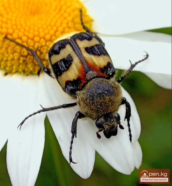 Восковик полосатый - Таргыл момсымал коңуз
