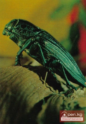 Golden Pistachio - Mystenin Golden Beetle