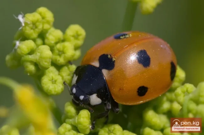 Ladybug - Seven-spotted beetle