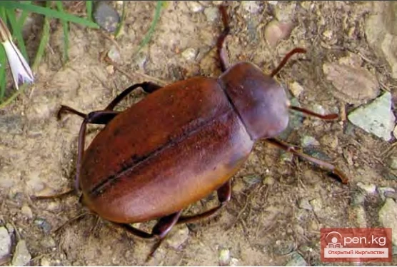 The title translates to: "Flat Slug - Flat Black Beetle"