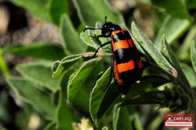 Shrenk's Borer - Shrenktin Beetle