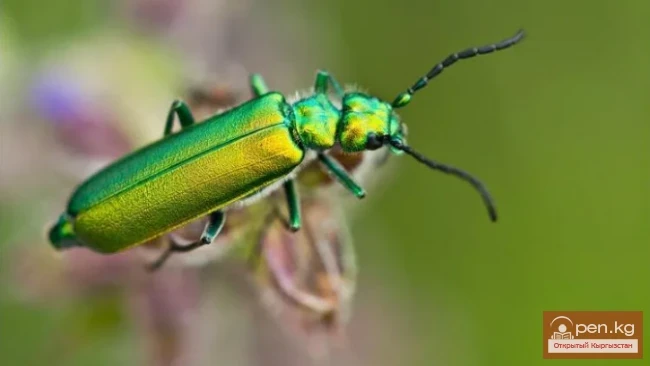 Spanish fly - Kadimki alaguluk