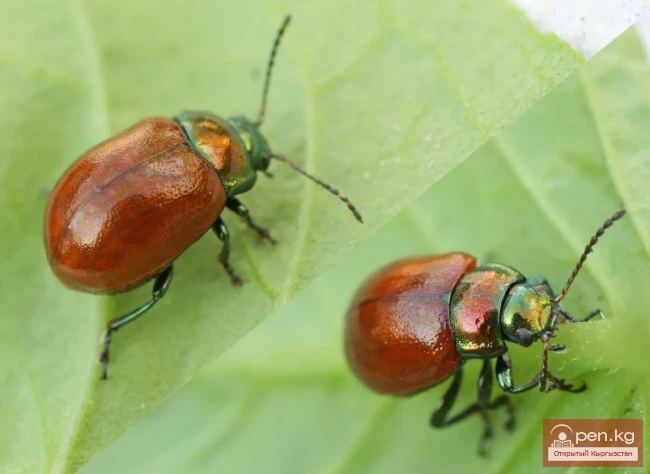 Smooth Leaf Beetle - The Complaining Firebug Beetle