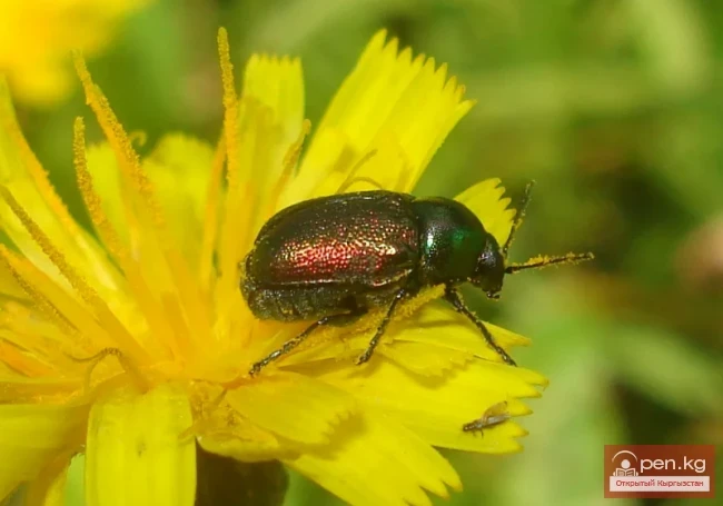 Silk-headed Hidden Beetle - Zhibektey Jikirikey Beetle