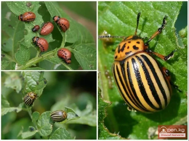 Colorado Beetle - Colorado Bug