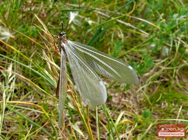 Муравьиный лев - Кумурска арстаны