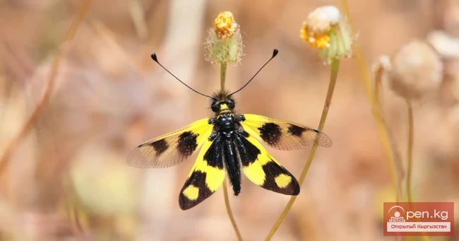 Acalypha - Chaara Acalypha