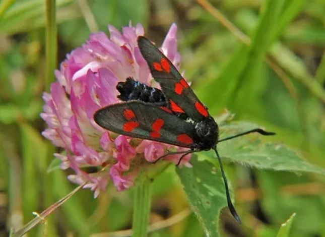 The title translates to: "Tavolga Butterfly - The Colorful Butterfly of the Tundra."