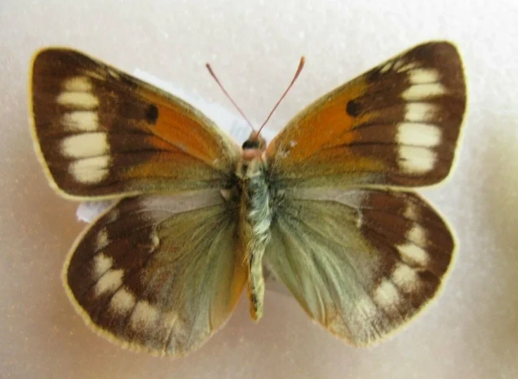 The title translates to: "Christoph's Jaundice - Christof's Yellow Butterfly."