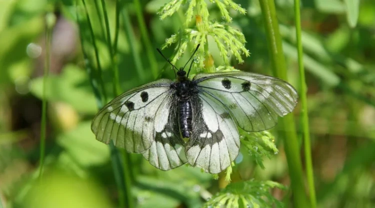 Mnemosyne, or Black Apollo - Mnemosyne, the one who left a mark