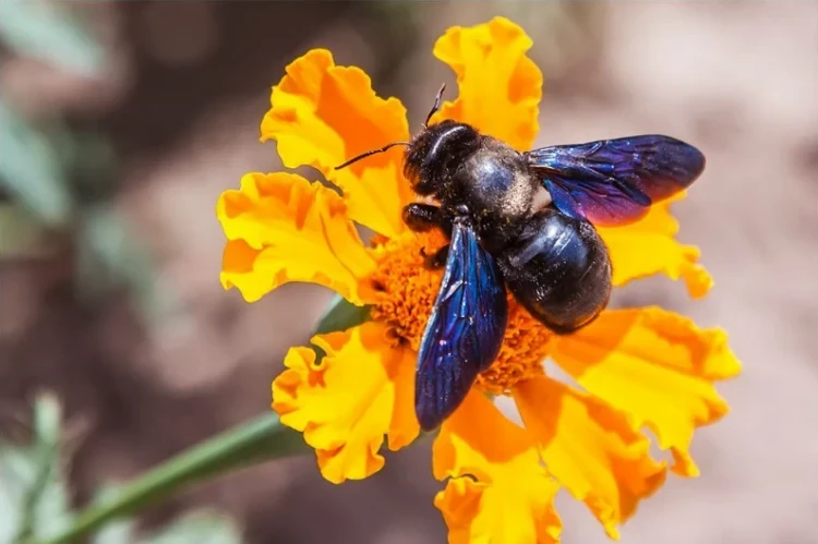 Пчела–плотник обыкновенная - Жөнөкөй жыгач уста аары