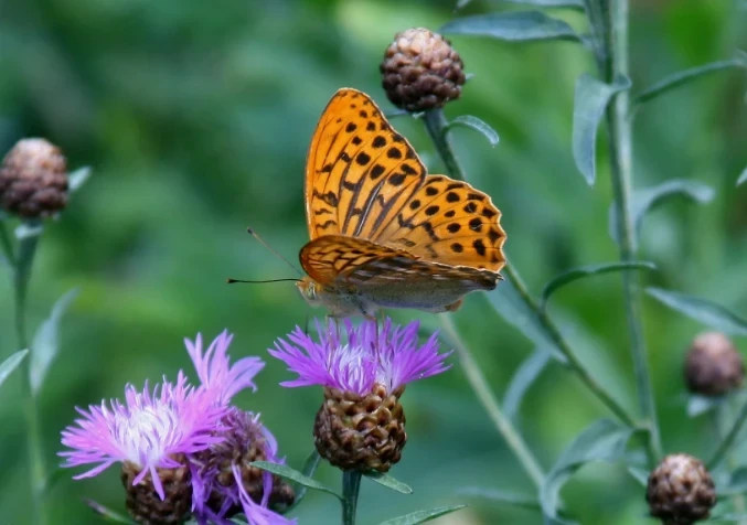 Aglaya Pearl Moth - Aglaya is so beautiful that it dazzles