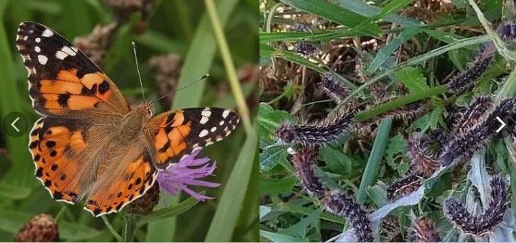 Burdock - Uyghakchyl