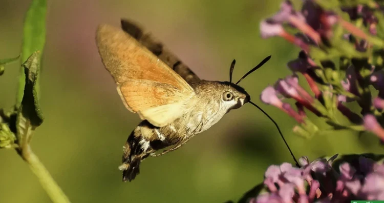 The title translates to: "The Hawk Moth - The One Who Left the Tilde Horse."