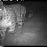 Wild animals captured in camera traps in the state natural park 'Salkyn-Tör'