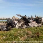 В Германии гибель журавлей от птичьего гриппа достиг невиданных масштабов