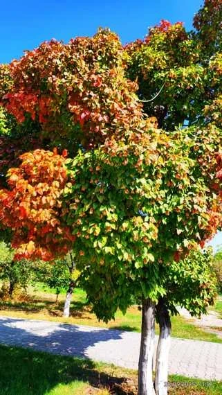 Таштап кеткен Энильчек шаары жана Каджи-Сай. 24.kg окурмандарынын сүрөттөрү жана видеолору