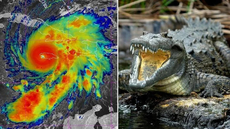 Jamaica Declared a Disaster Zone After Hurricane. There is a Threat of Crocodile Invasion