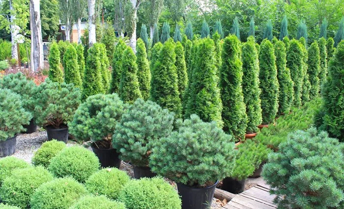 Preferential financing for seed producers and nurseries reached 2.85 million soms